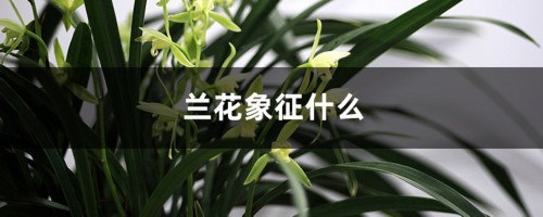 兰花象征什么，兰花的花语