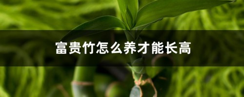 富贵竹怎么养才能长高