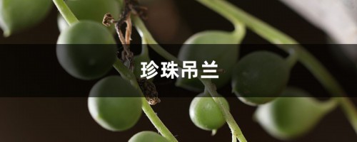 珍珠吊兰叶子发蔫？看好这四点，叶子绿又亮！