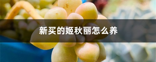 新买的姬秋丽怎么养