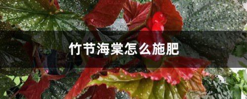 竹节海棠怎么施肥