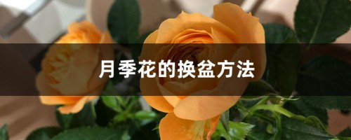 月季花的换盆方法