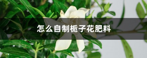 怎么自制栀子花肥料