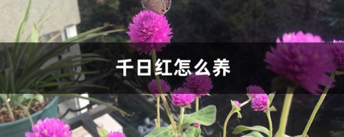 千日红怎么养